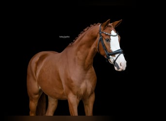 Altre razze, Castrone, 3 Anni, 154 cm
