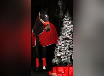 Altre razze, Castrone, 3 Anni, 155 cm, Baio