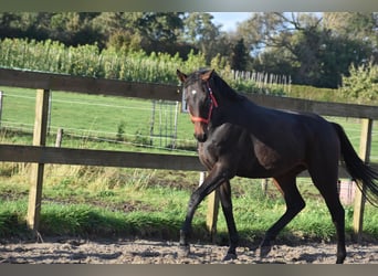 Altre razze, Castrone, 3 Anni, 155 cm, Baio scuro