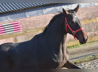 Altre razze, Castrone, 3 Anni, 155 cm, Baio scuro