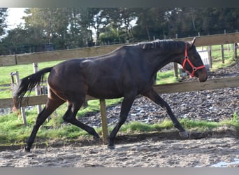 Altre razze, Castrone, 3 Anni, 155 cm, Baio scuro