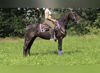 Altre razze, Castrone, 3 Anni, 156 cm, Morello