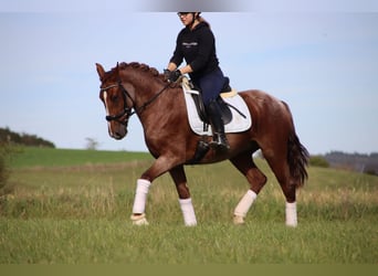 Altre razze, Castrone, 3 Anni, 156 cm, Roano rosso