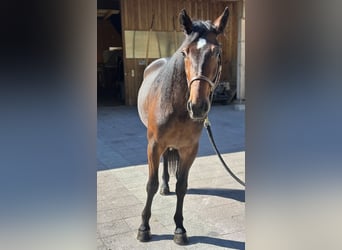 Altre razze, Castrone, 3 Anni, 160 cm, Baio