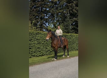 Altre razze, Castrone, 3 Anni, 161 cm, Baio scuro