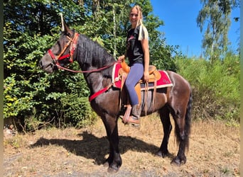 Altre razze, Castrone, 3 Anni, 161 cm, Morello