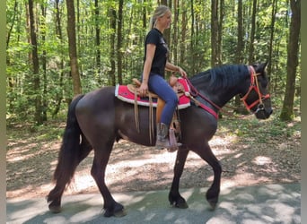 Altre razze, Castrone, 3 Anni, 161 cm, Morello
