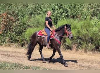 Altre razze, Castrone, 3 Anni, 161 cm, Morello