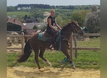 Altre razze, Castrone, 3 Anni, 162 cm, Sauro scuro
