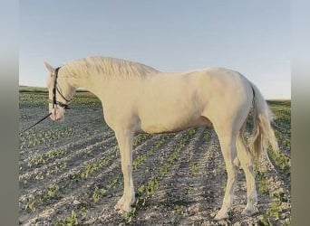 Altre razze Mix, Castrone, 3 Anni, 164 cm, Overo-tutti i colori