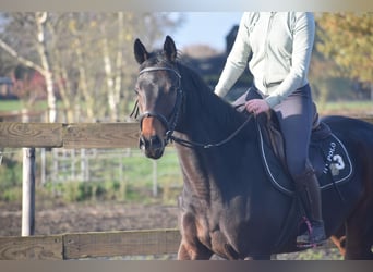 Altre razze, Castrone, 3 Anni, 165 cm, Baio scuro