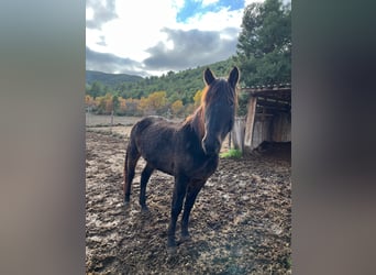 Altre razze, Castrone, 3 Anni, Baio scuro