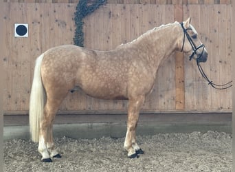 Altre razze Mix, Castrone, 3 Anni, Palomino