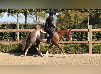 Altre razze, Castrone, 4 Anni, 127 cm