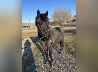 Altre razze Mix, Castrone, 4 Anni, 135 cm, Falbo