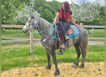Altre razze, Castrone, 4 Anni, 145 cm, Grigio pezzato