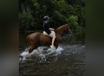 Altre razze, Castrone, 4 Anni, 145 cm, Sauro