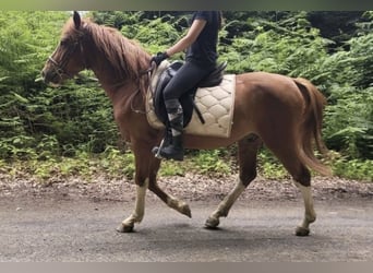 Altre razze, Castrone, 4 Anni, 145 cm, Sauro