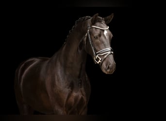 Altre razze, Castrone, 4 Anni, 146 cm, Morello