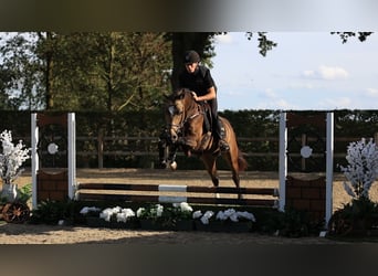 Altre razze, Castrone, 4 Anni, 147 cm