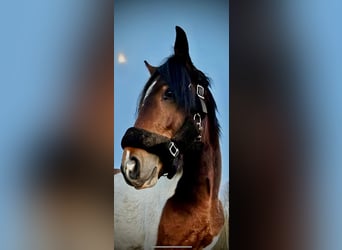 Altre razze Mix, Castrone, 4 Anni, 148 cm, Pezzato