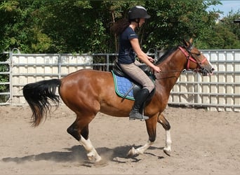 Altre razze, Castrone, 4 Anni, 150 cm, Baio chiaro