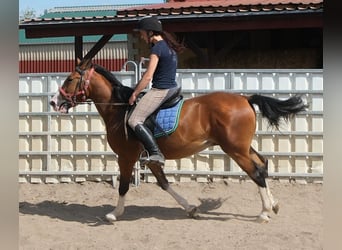 Altre razze, Castrone, 4 Anni, 150 cm, Baio chiaro