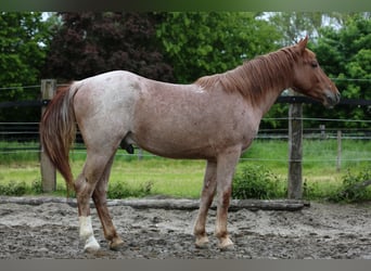 Altre razze, Castrone, 4 Anni, 152 cm, Roano rosso