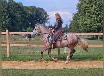 Altre razze, Castrone, 4 Anni, 153 cm, Grigio