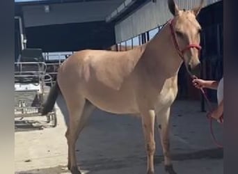 Altre razze Mix, Castrone, 4 Anni, 153 cm, Overo-tutti i colori