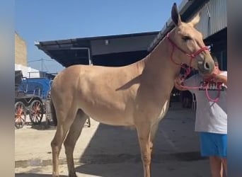 Altre razze Mix, Castrone, 4 Anni, 153 cm, Overo-tutti i colori