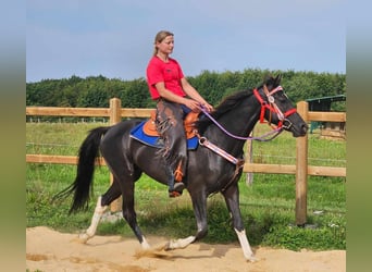 Altre razze, Castrone, 4 Anni, 153 cm, Pezzato