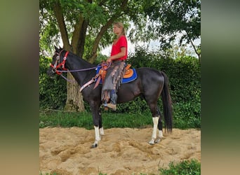 Altre razze, Castrone, 4 Anni, 153 cm, Pezzato