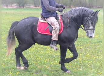 Altre razze, Castrone, 4 Anni, 154 cm, Grigio ferro