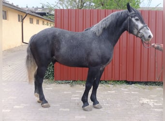 Altre razze, Castrone, 4 Anni, 154 cm, Grigio ferro