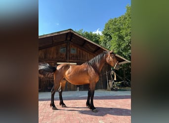 Altre razze, Castrone, 4 Anni, 155 cm, Baio