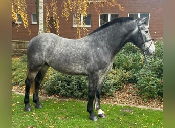 Altre razze, Castrone, 4 Anni, 155 cm, Grigio