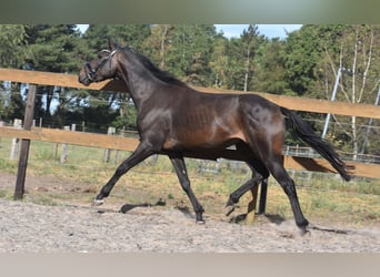 Altre razze, Castrone, 4 Anni, 158 cm, Morello