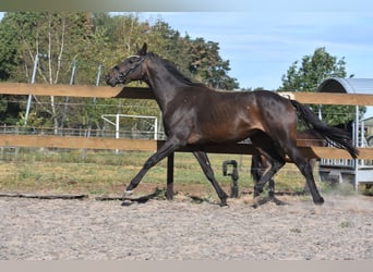 Altre razze, Castrone, 4 Anni, 158 cm, Morello