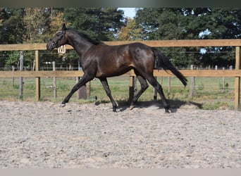 Altre razze, Castrone, 4 Anni, 158 cm, Morello