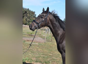 Altre razze, Castrone, 4 Anni, 158 cm, Morello