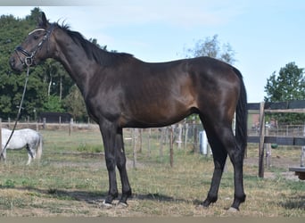 Altre razze, Castrone, 4 Anni, 158 cm, Morello