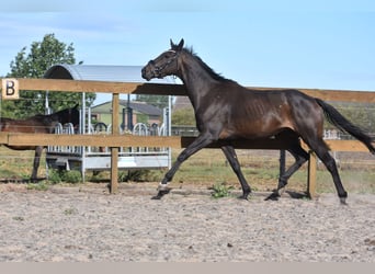 Altre razze, Castrone, 4 Anni, 158 cm, Morello