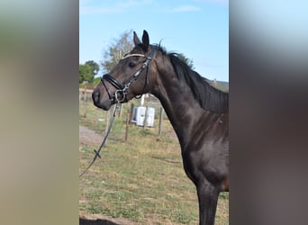 Altre razze, Castrone, 4 Anni, 158 cm, Morello