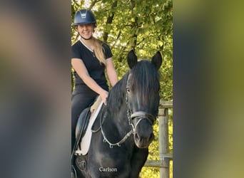 Altre razze, Castrone, 4 Anni, 159 cm, Morello
