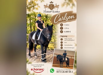 Altre razze, Castrone, 4 Anni, 159 cm, Morello