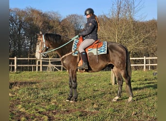 Altre razze, Castrone, 4 Anni, 160 cm