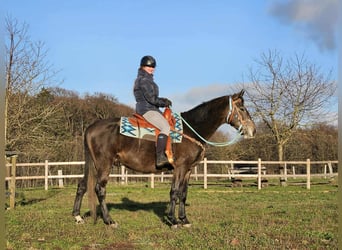 Altre razze, Castrone, 4 Anni, 160 cm, Grigio pezzato