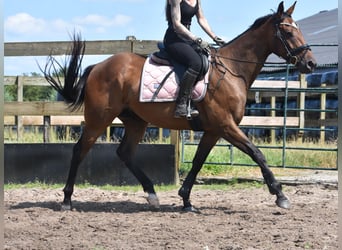 Altre razze, Castrone, 4 Anni, 163 cm, Baio scuro