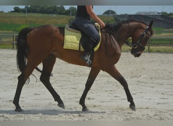 Altre razze, Castrone, 4 Anni, 164 cm, Baio